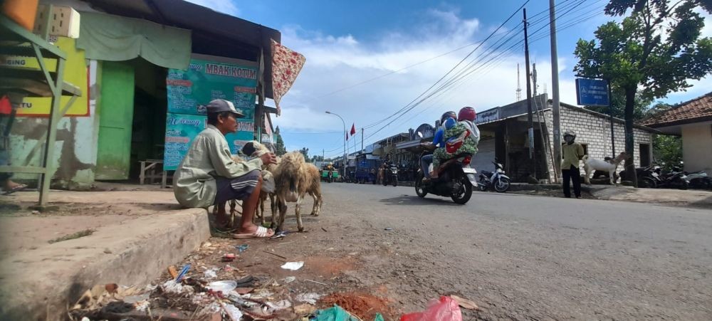Pasar Hewan Ditutup, Pedagang Kambing Berjualan di Pinggir Jalan