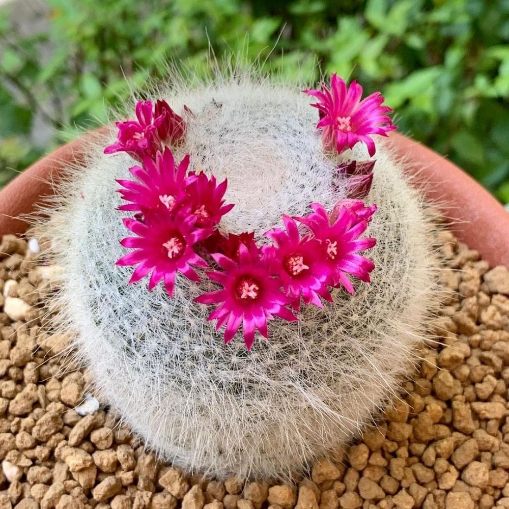 Маммиллярия Ханиана Mammillaria