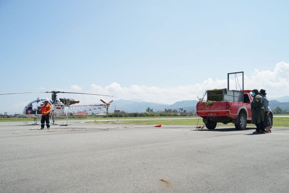 Agincourt Sediakan Helikopter untuk Pelepasliaran Harimau Sumatra