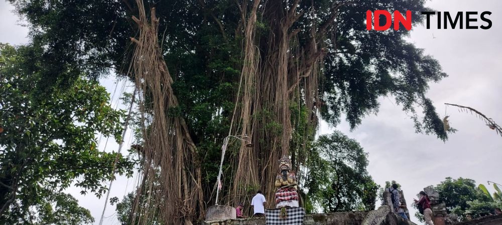 Turis Australia Panjat Pohon Sakral di Tabanan Minta Maaf