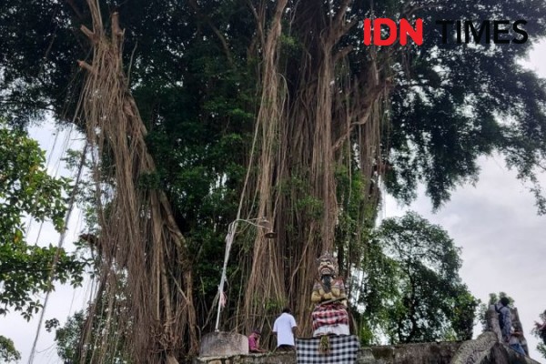 Turis Australia Panjat Pohon Sakral di Tabanan Minta Maaf