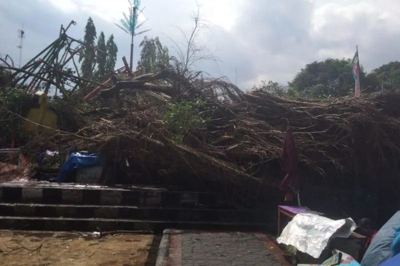 Pohon Beringin di Sleman Tumbang, Timpa Wahana Permainan Anak  