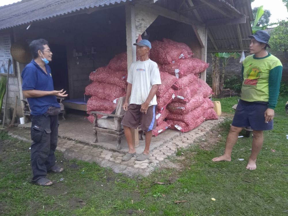 Petani Subak Bedugul Butuh Edukasi Menanam Bawang Putih