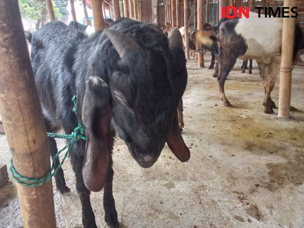 Harga Kambing di Solo Untuk Kurban Idul Adha Tak Terpengaruh Wabah PMK