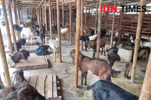 Harga Kambing di Solo Untuk Kurban Idul Adha Tak Terpengaruh Wabah PMK