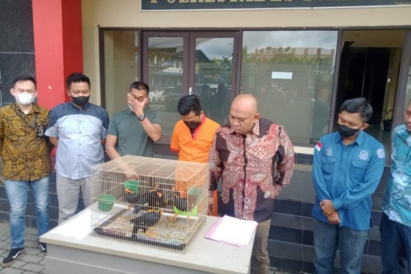 Jual Burung Dilindungi Warga Palembang Terancam Penjara 5 Tahun