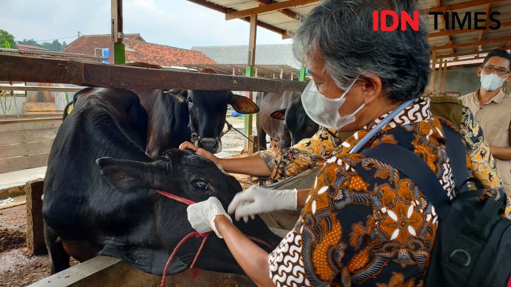 Lampung Belum Prioritas Terima Vaksin Meski 323 Ekor Sapi Positif PMK
