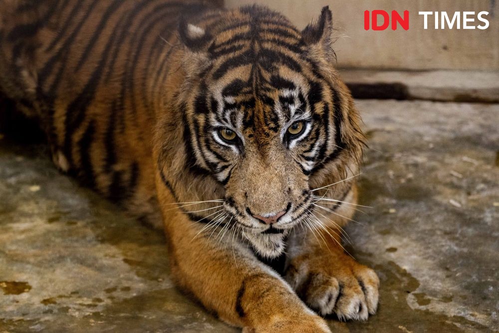 Harimau Terjerat di Dekat TNBG, Dievakuasi dengan Luka di Kaki