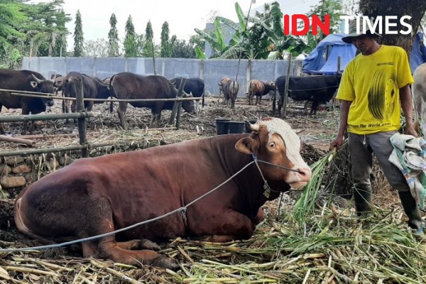 Pedagang Sapi Mulai Marak Di Gowa Jelang Idul Adha