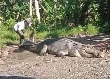 Sungai di Buton Meluap, Buaya Raksasa Bobot 1 Ton Berkeliaran di Darat