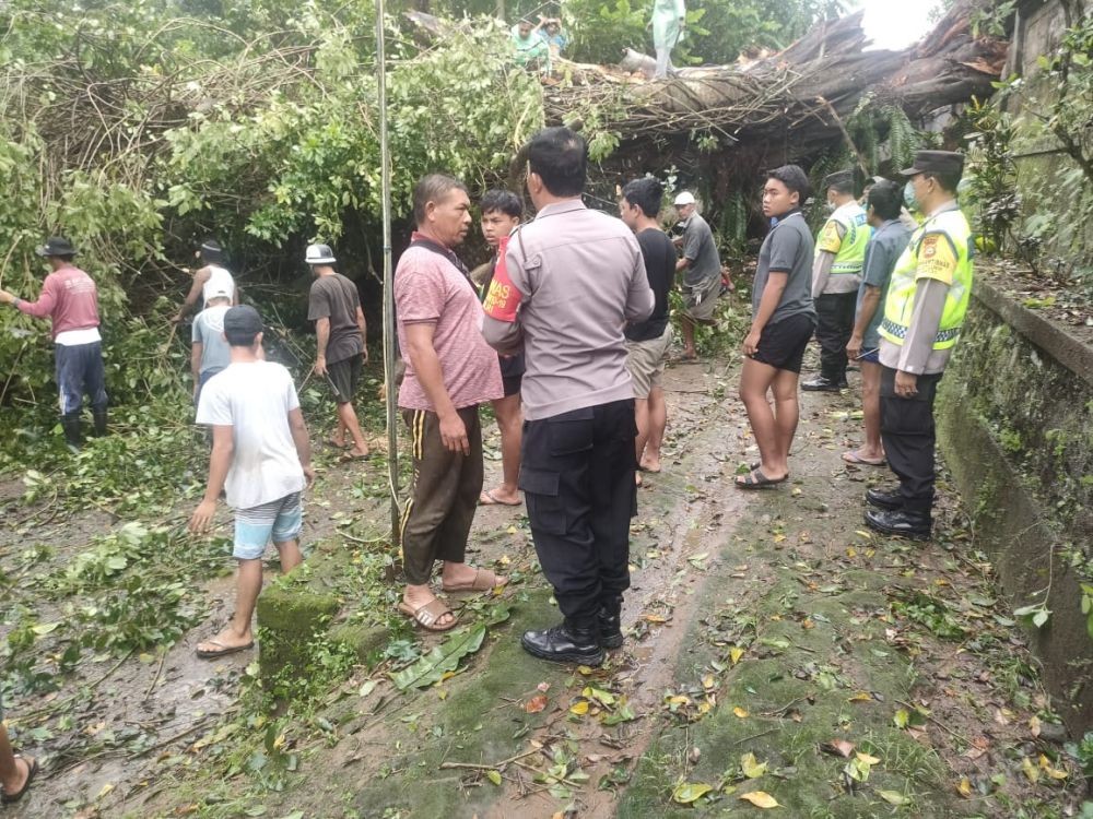 Pohon Beringin Kembar Ratusan Tahun Tumbang di Tabanan