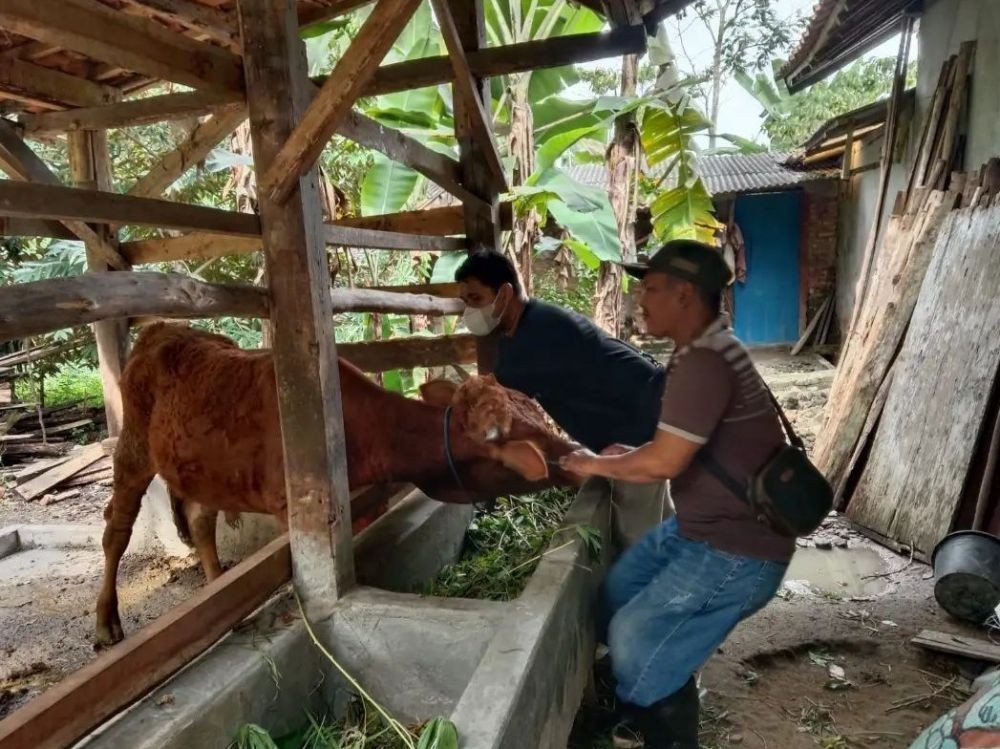 Disnakkeswan Lampung Distribusikan 37 Ribu Dosis Vaksin PMK