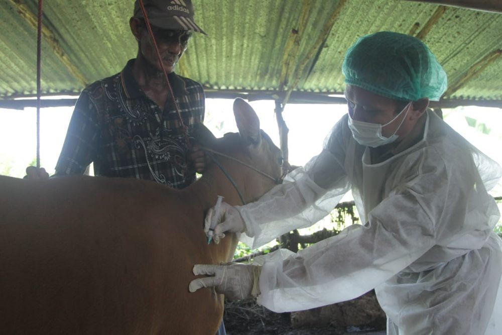 Stok Hewan Ternak di Sumsel untuk Idul Adha Berlebih