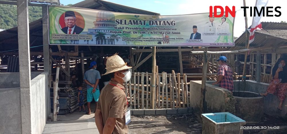 Prihatin Kasus PMK, Wapres Tinjau Kandang Sapi di Lombok 