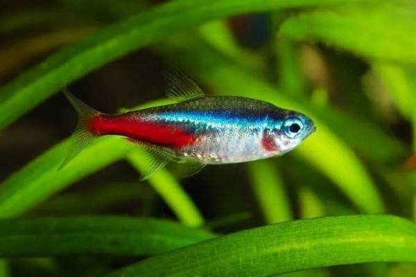 9 Rekomendasi Ikan Hias yang Cocok untuk Mempercantik Aquascape