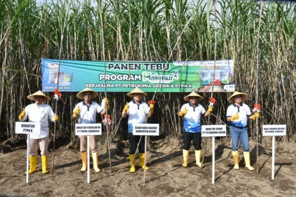 Program Makmur Tingkatkan Produktivitas Petani Tebu Kediri