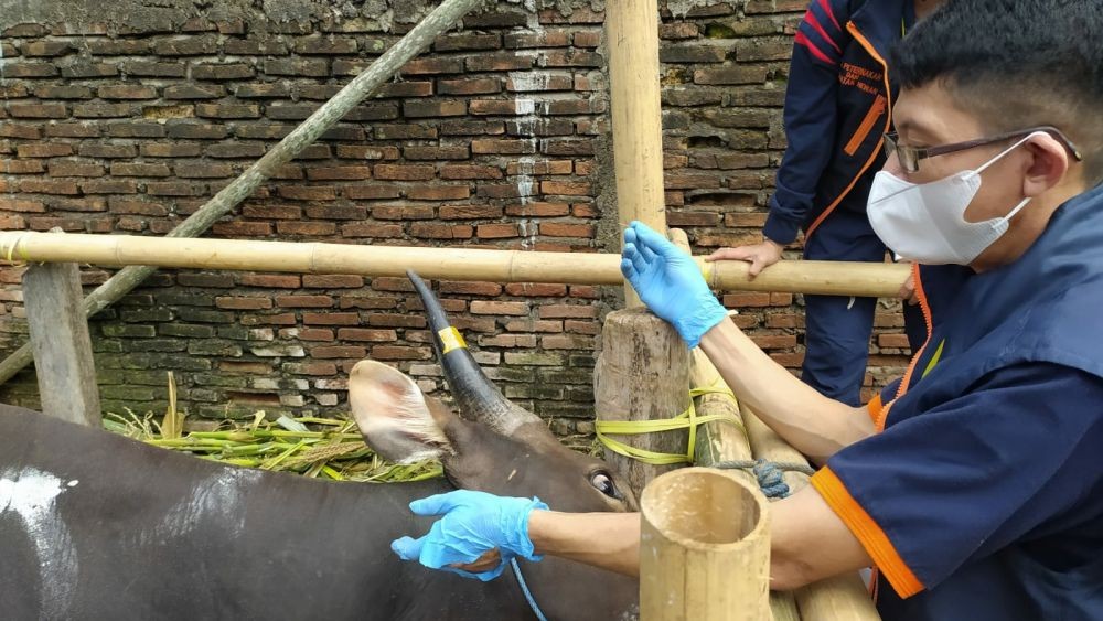 Ratusan Hewan Ternak di Makassar Tak Layak Kurban