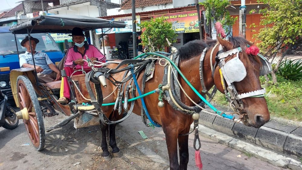 Cerita Kusir Delman di Lamongan, Bertahan Melestarikan Budaya