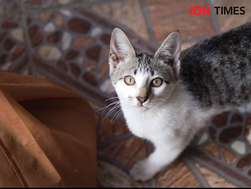 8 Kucing Asli Indonesia, Gak Kalah Lucu dari Kucing Ras!