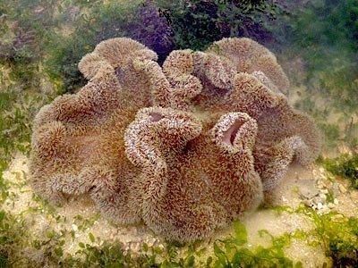 Waspada! 8 Hewan Laut Berbahaya Ternyata Juga Hidup Diperairan Dangkal