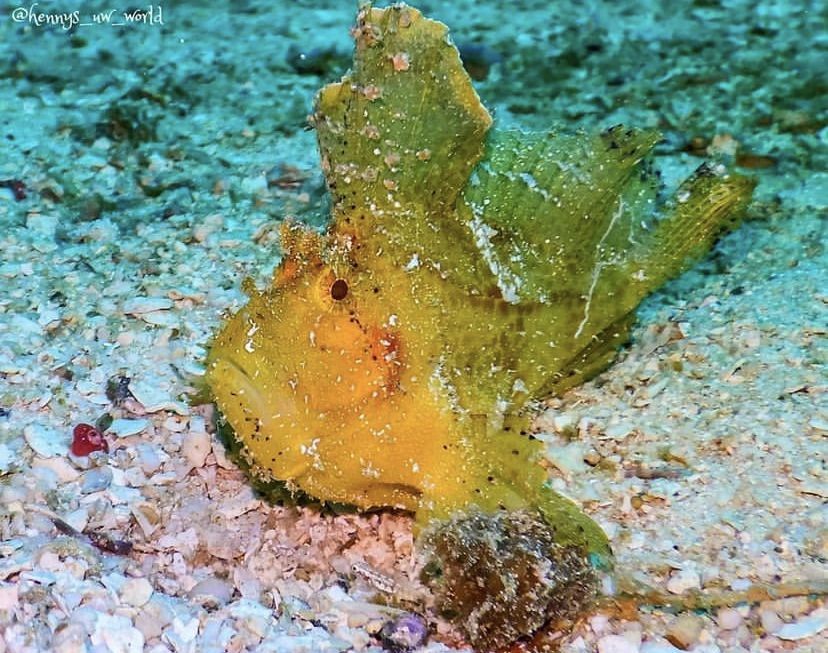 Waspada! 8 Hewan Laut Berbahaya Ternyata Juga Hidup Diperairan Dangkal