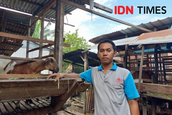 PMK Merebak Jelang Idul Adha, Penjual Kambing di Medan Mengeluh Sepi
