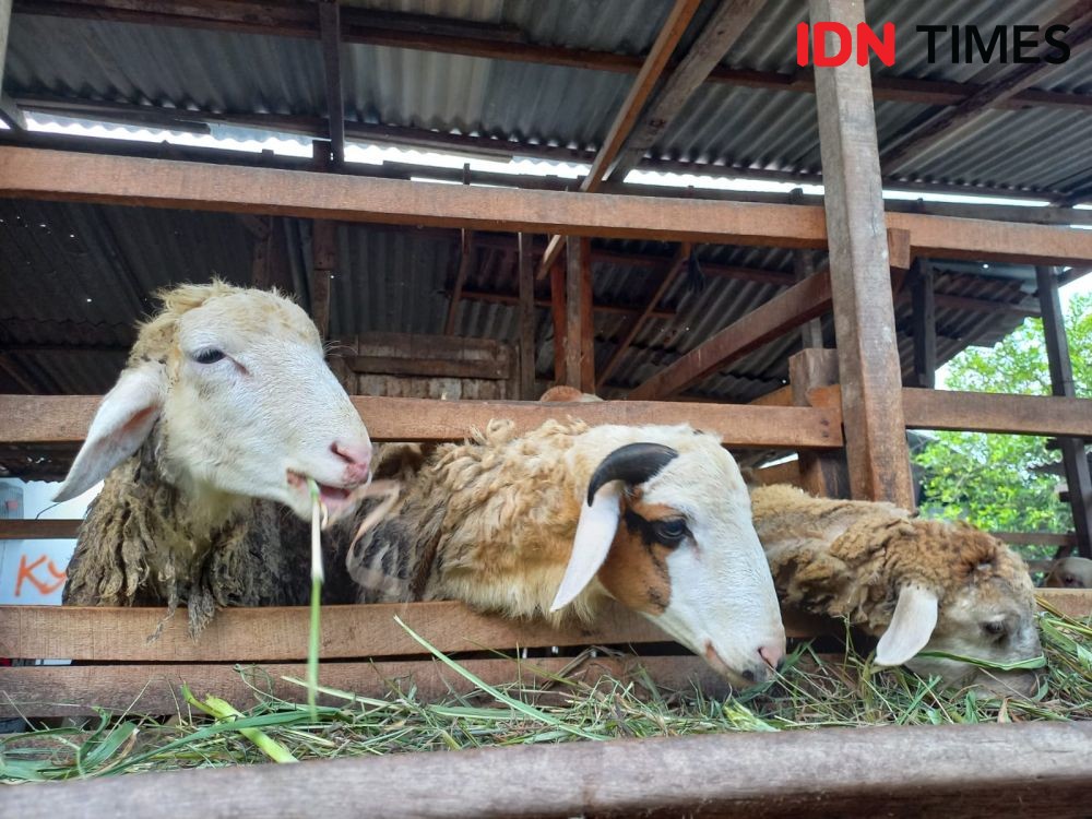 PMK Merebak Jelang Idul Adha, Penjual Kambing di Medan Mengeluh Sepi 