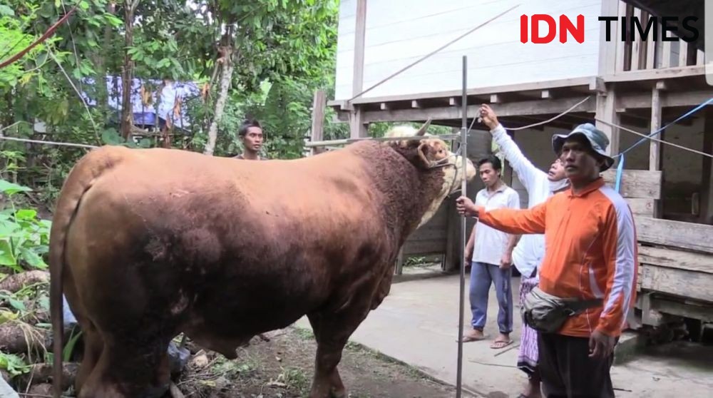Gubernur Sumsel Sumbang 100 Ekor Hewan Kurban untuk Warga