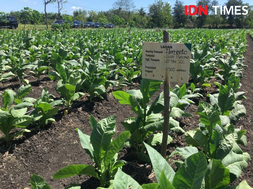 Petani Kembali Tanam Tembakau pada Ribuan Hektare Lahan di Loteng
