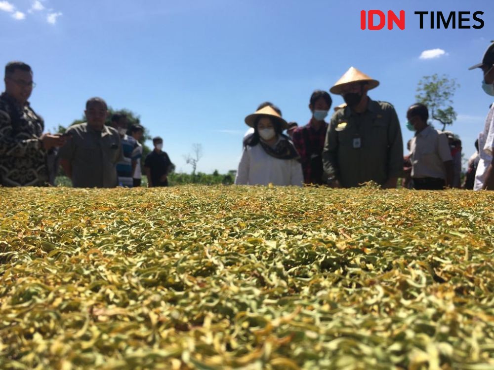 Petani Tembakau di Lombok Tengah Tak Dapat Pupuk Subsidi Tahun 2023