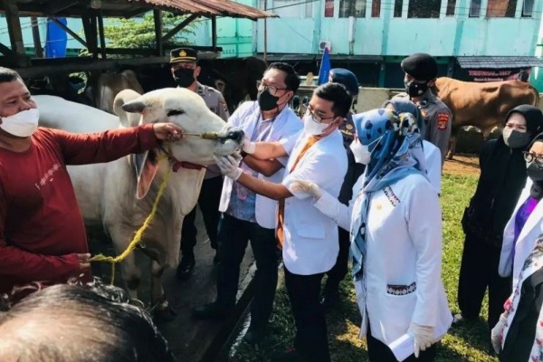 Awasi Peredaran Hewan Kurban, Pemprov Lampung Kerahkan 1.012 Personel