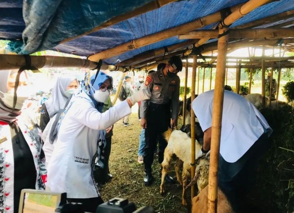 Awasi Peredaran Hewan Kurban, Pemprov Lampung Kerahkan 1.012 Personel