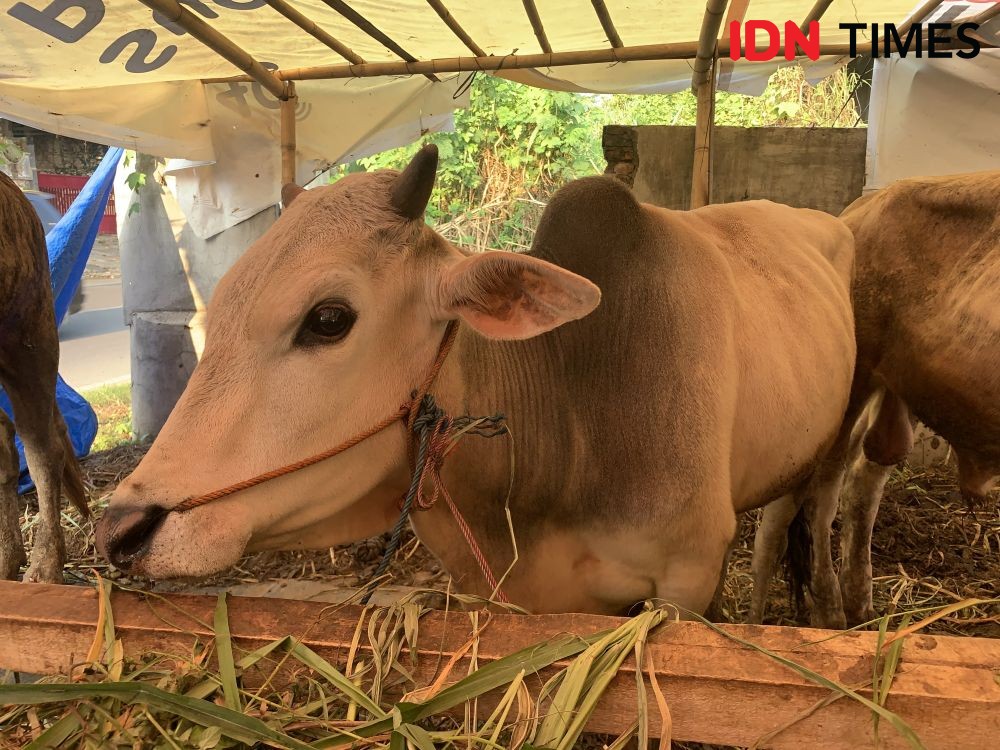 Idul Adha 2022, Ada Peternak Pilih Tak Jual Sapi karena Berisiko