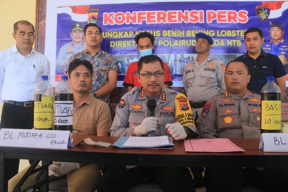 Polda NTB Gagalkan Penyelundupan 17.160 Benih Lobster