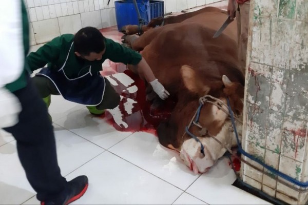 Sapi Limousin Ridwan Kamil dan Presiden Jokowi Disembelih di RPH Kopo
