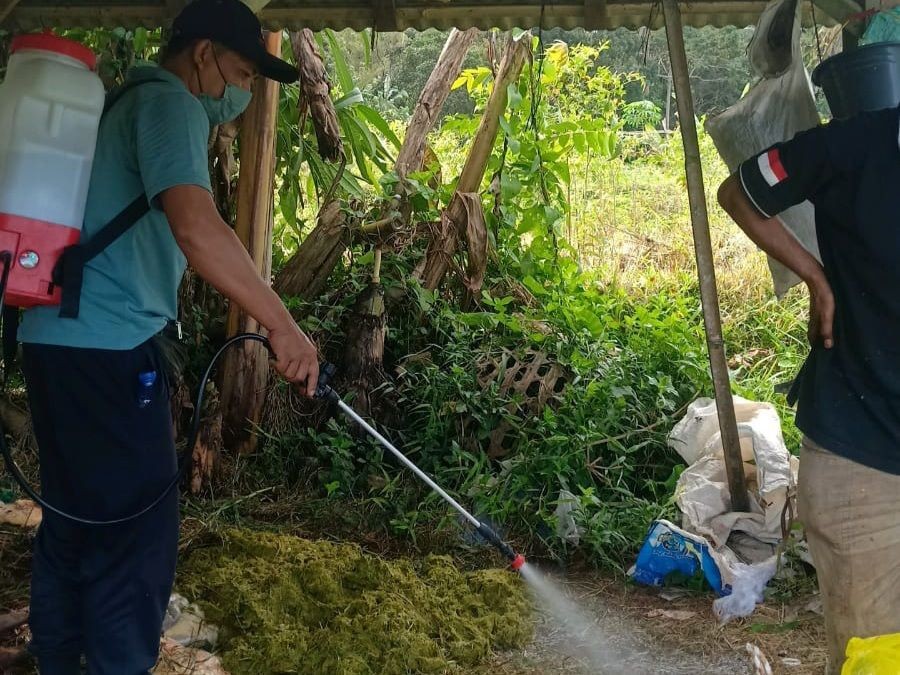 Ditemukan Sapi Suspek PMK di Klungkung, Langsung Dimusnahkan