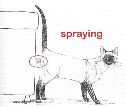 Kucing Kesayanganmu Suka Spraying? Ini Cara Mengatasinya