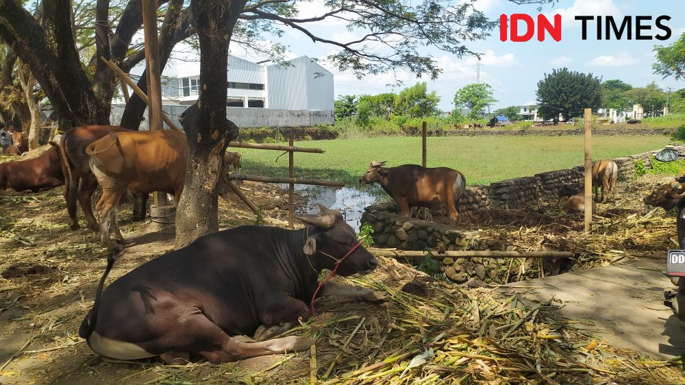 Pemilik Hewan Ternak Diminta Tertibkan Ternak di Jalan Raya Ogan Ilir