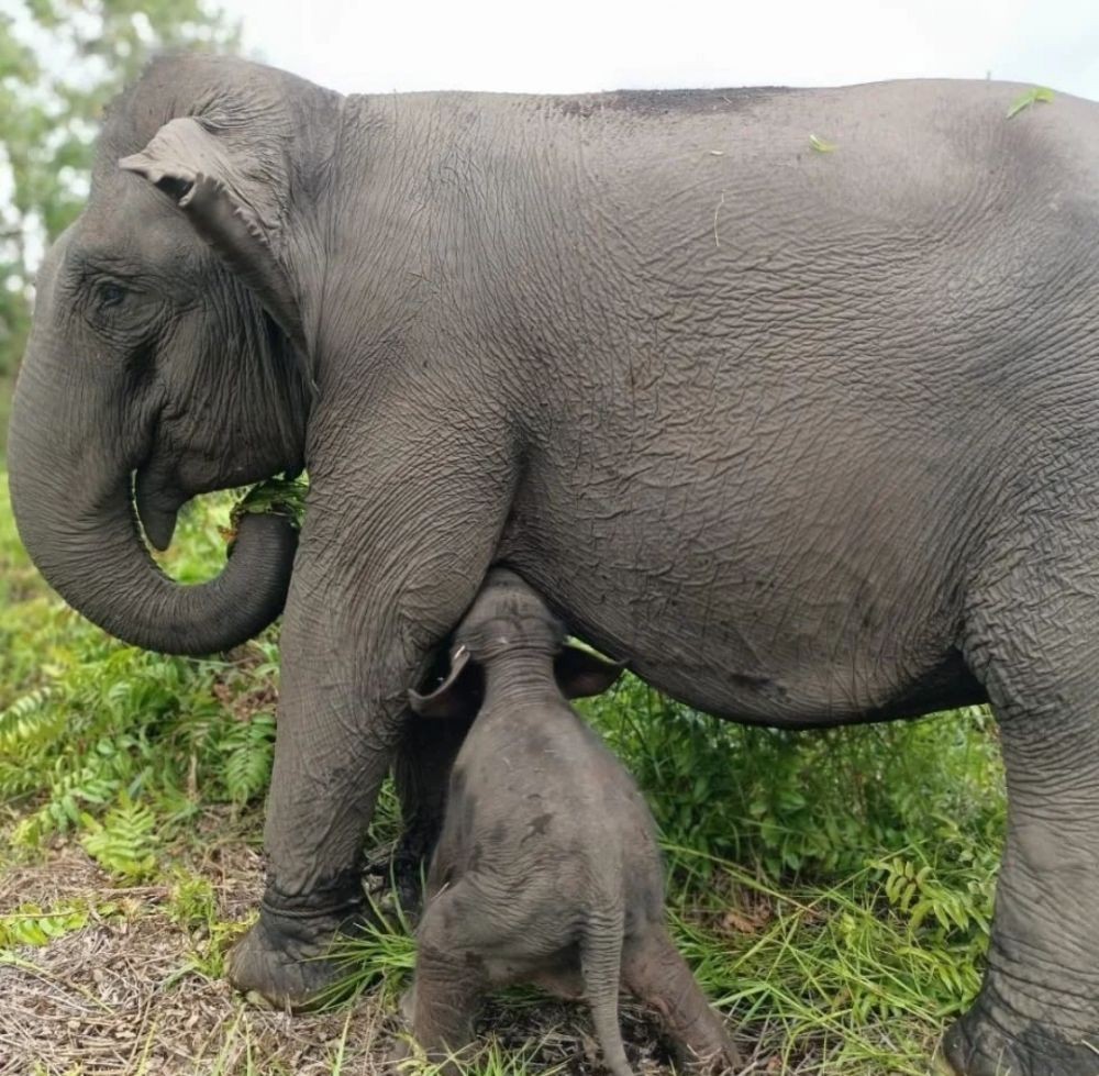 SM Padang Sugihan Bergembira, Gajah Sumatra Betina Bertambah 1 Ekor
