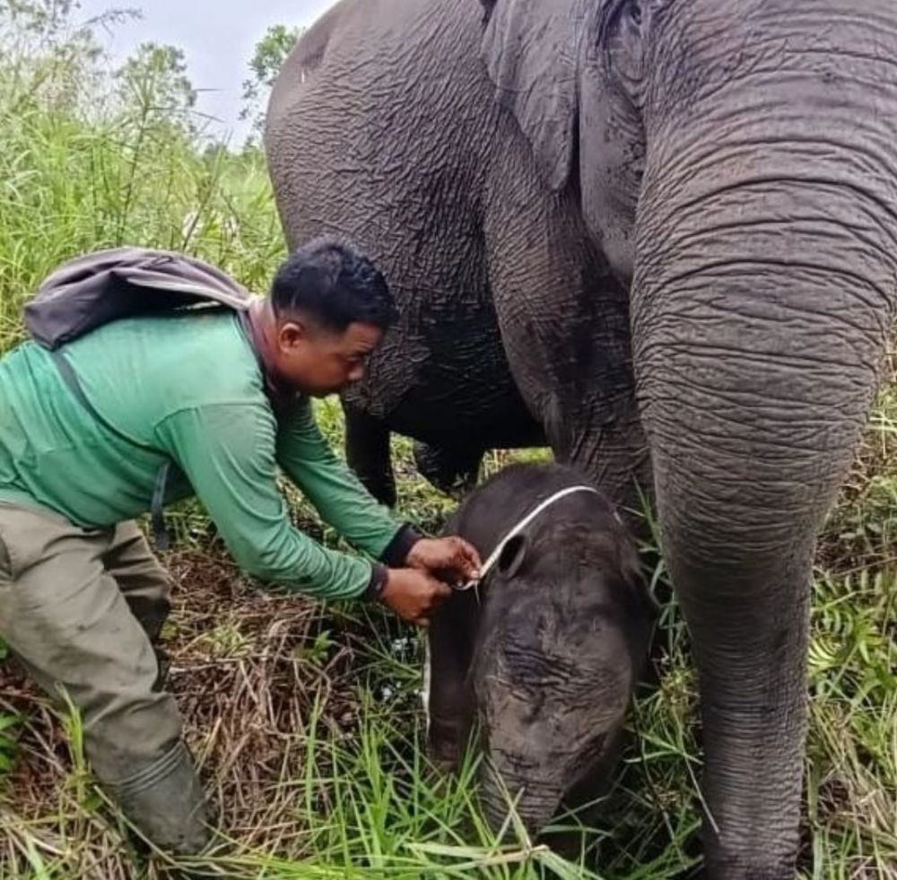 SM Padang Sugihan Bergembira, Gajah Sumatra Betina Bertambah 1 Ekor