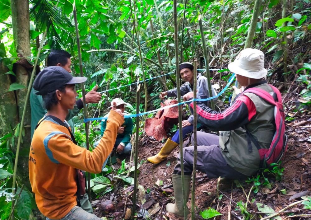 Ditemukan Awal Juli, Rafflesia Arnoldi di Lahat Mekar Sempurna