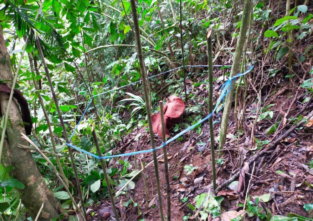 Ditemukan Awal Juli, Rafflesia Arnoldi di Lahat Mekar Sempurna