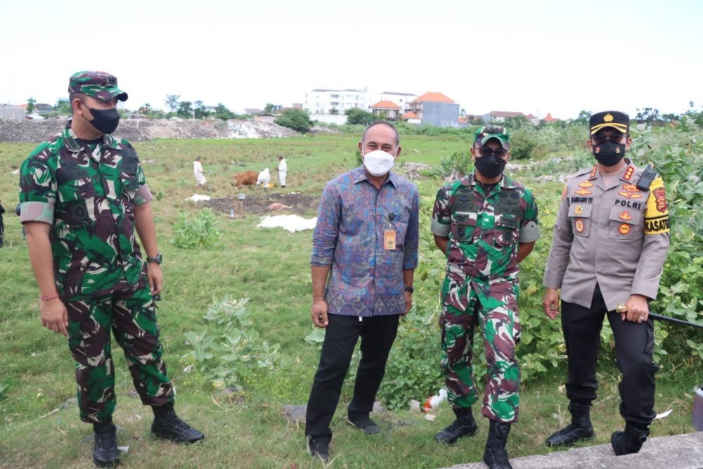 63 Ekor Sapi Terinfeksi PMK di Denpasar Barat, Daging Disimpan di Benoa
