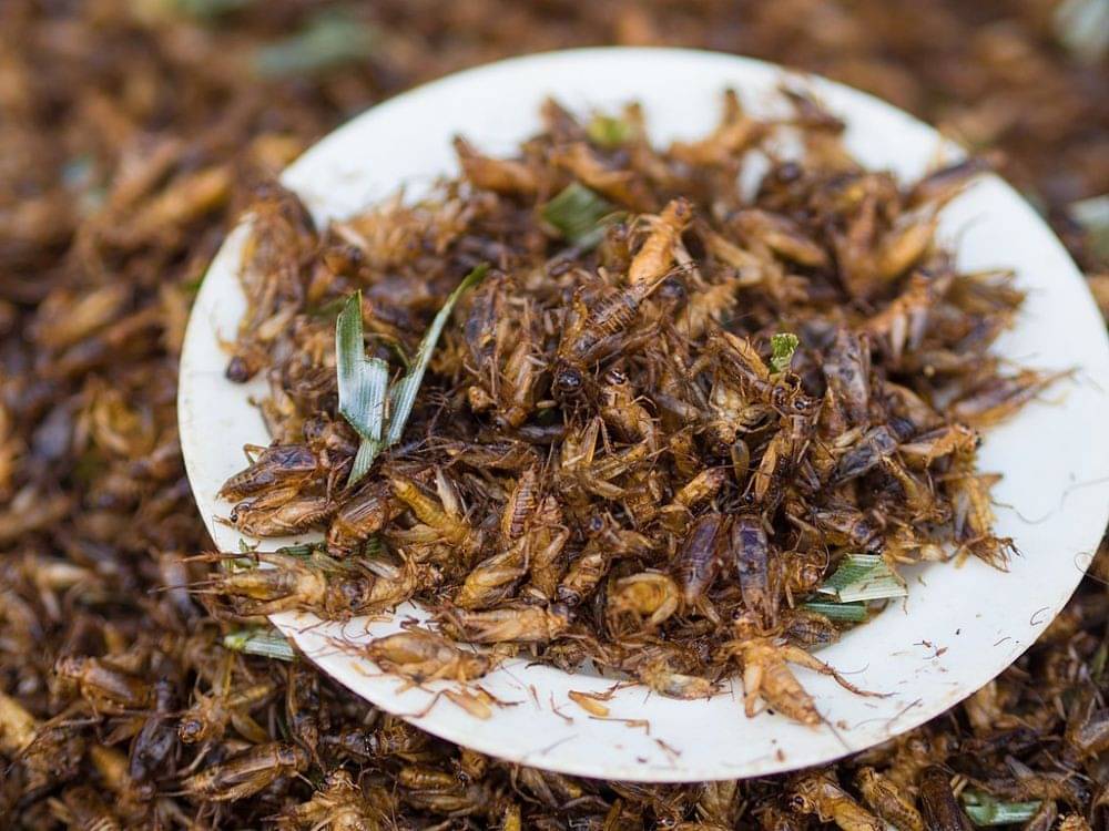 Manfaat Makan Jangkrik Untuk Kesehatan Gak Nyangka