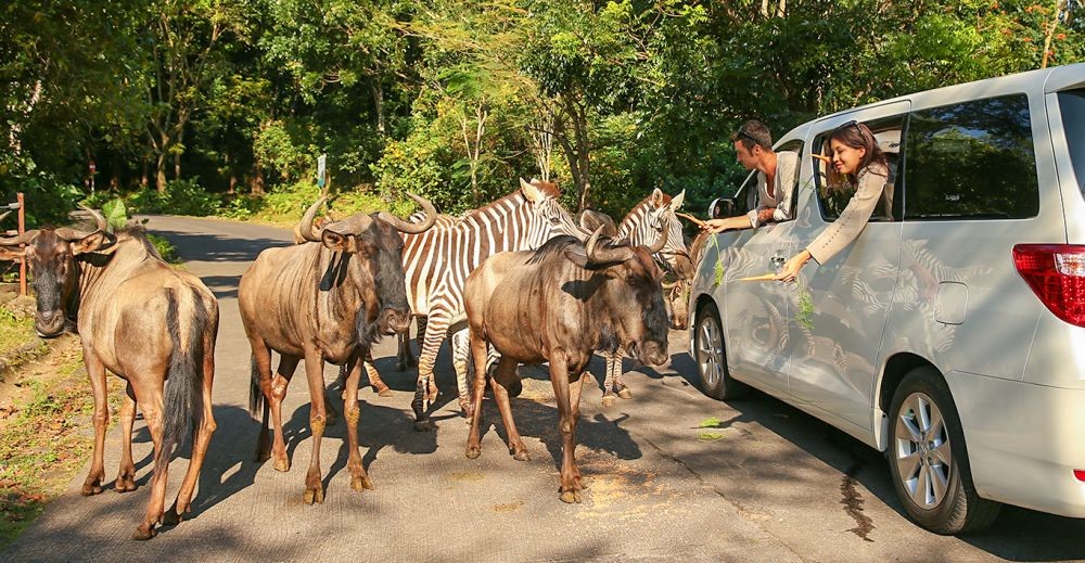 5 Taman Safari di Indonesia Ini Wajib Kamu Kunjungi, Seru dan Edukatif