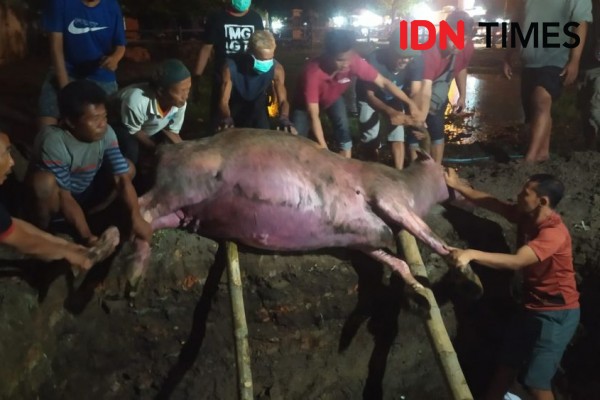 Kerbau Keramat 1 Sura Kiai Slamet Milik Keraton Solo Mati Terkena PMK