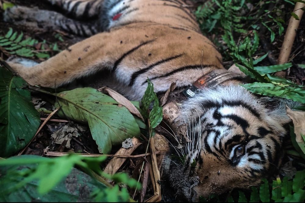 Duka Konservasi, Matinya Sang Harimau Citra