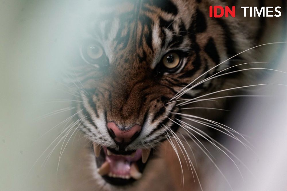 Harimau Terjerat di Dekat TNBG, Dievakuasi dengan Luka di Kaki