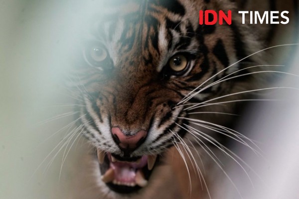 Duka Konservasi, Matinya Sang Harimau Citra