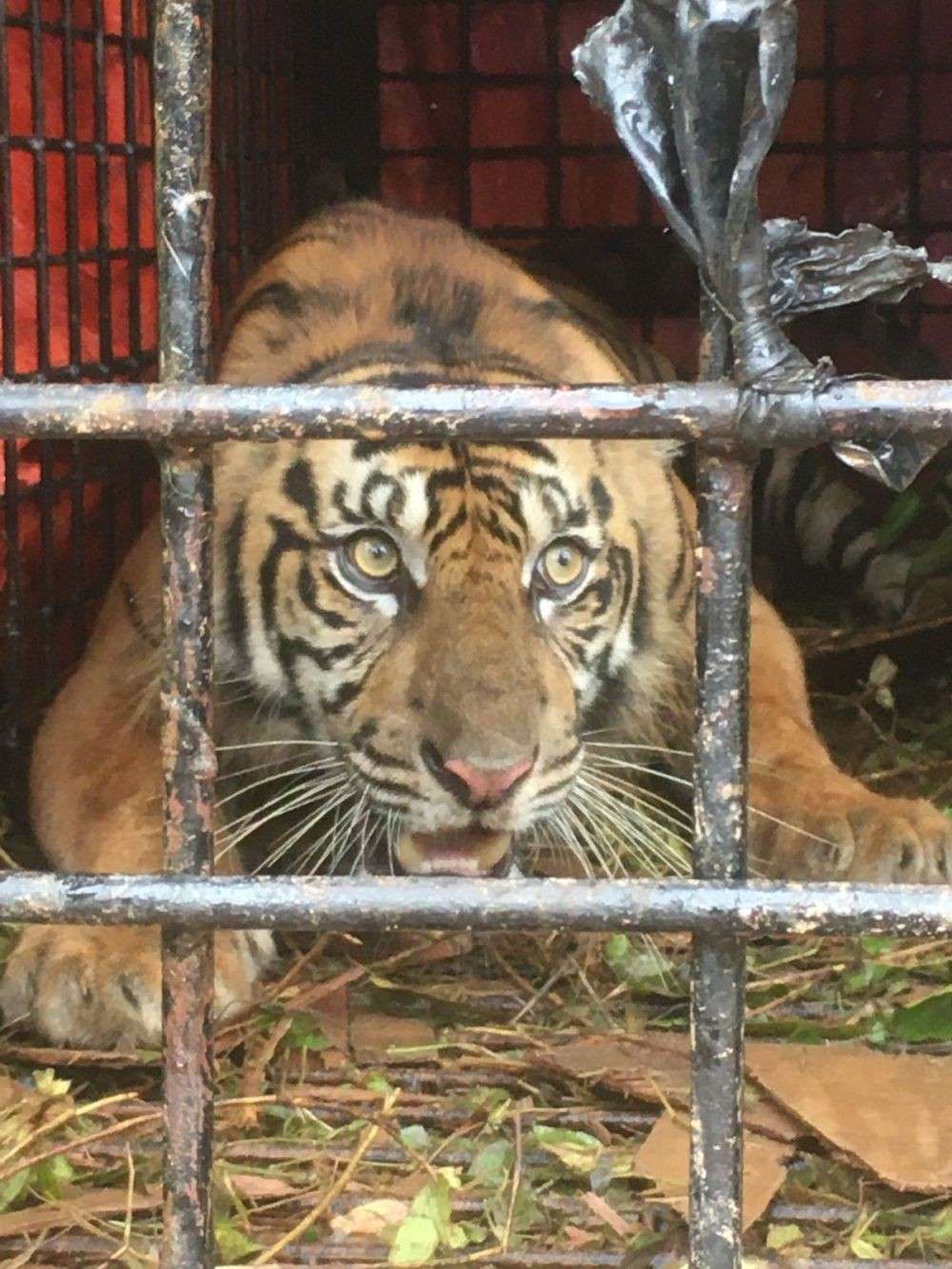 Kerap Teror Warga, BKSDA Aceh Tangkap Satu Individu Harimau